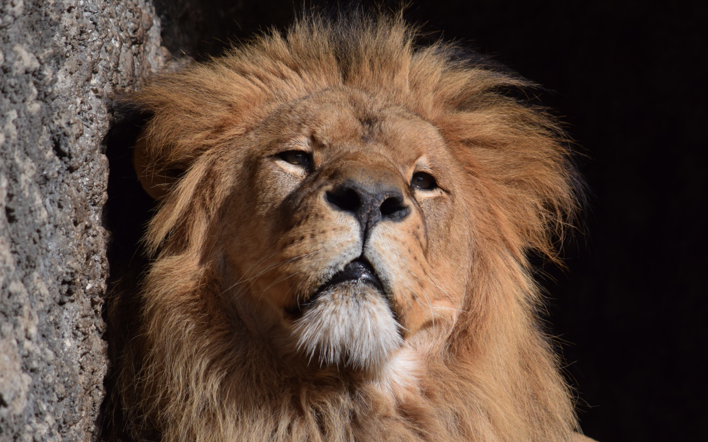 Морда большого серьезного льва