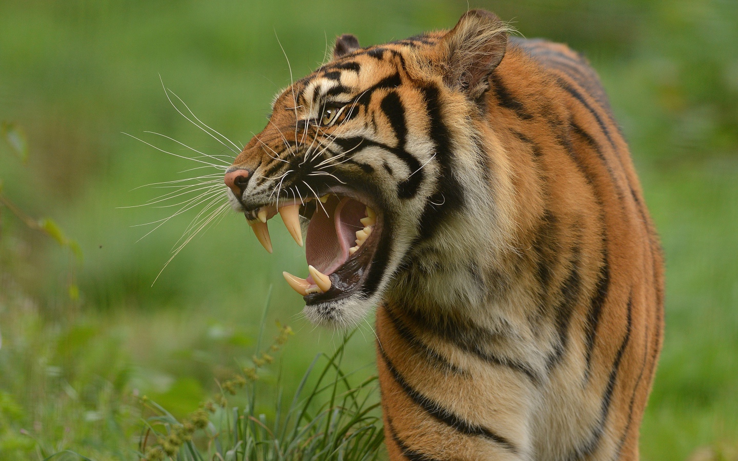 Тигр с грозным оскалом идет по зеленой траве