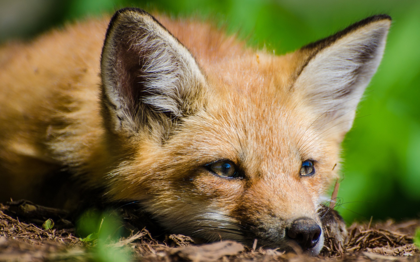 Лиса с грустной мордой лежит на сухой траве