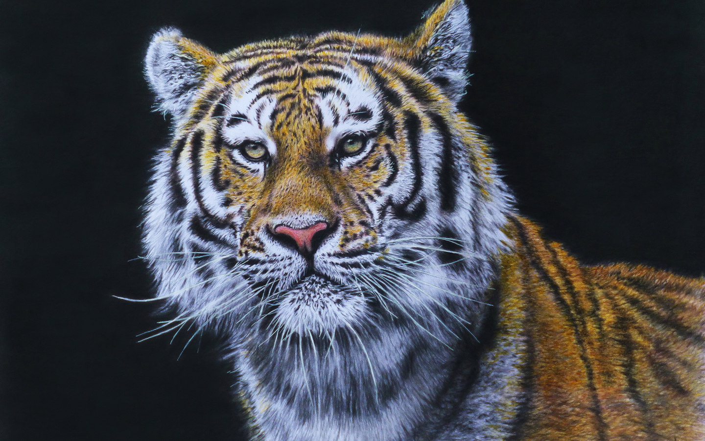 Красивый нарисованный тигр на черном фоне