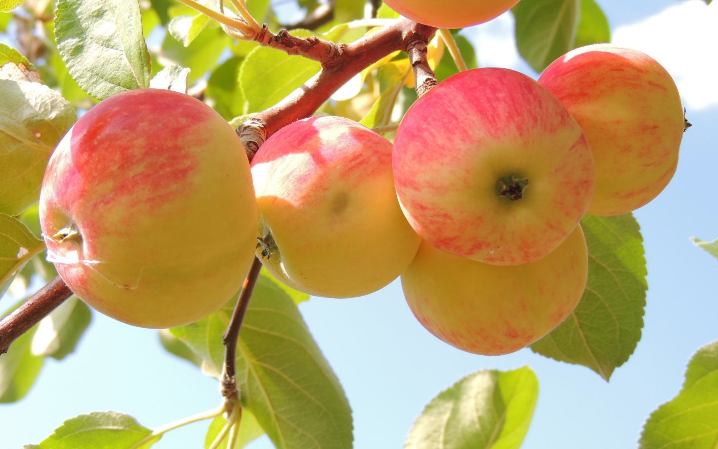 Красивые красные яблоки на ветке в саду