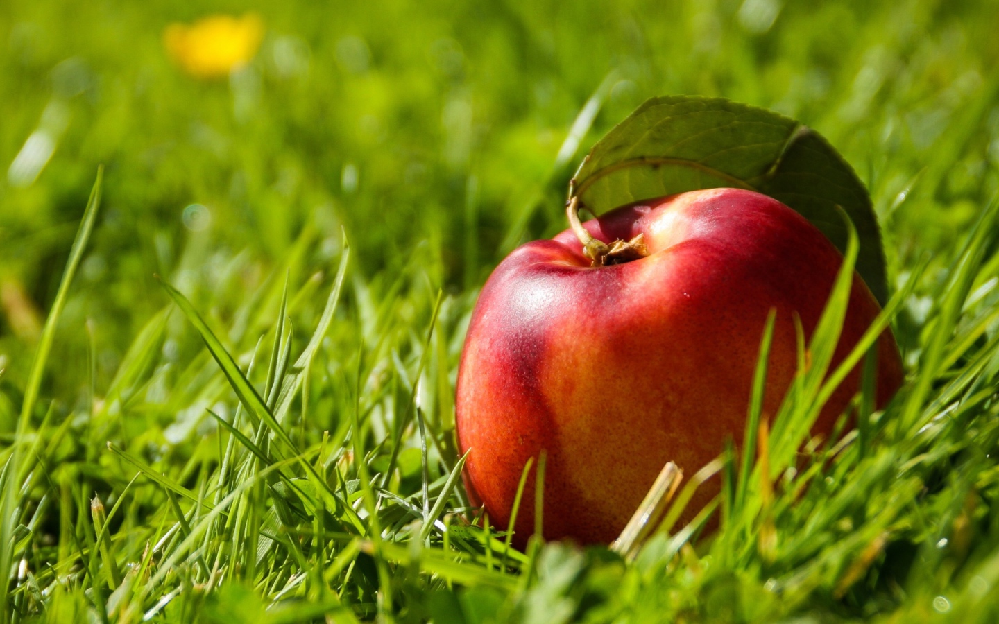 Большой красный нектарин в зеленой траве 