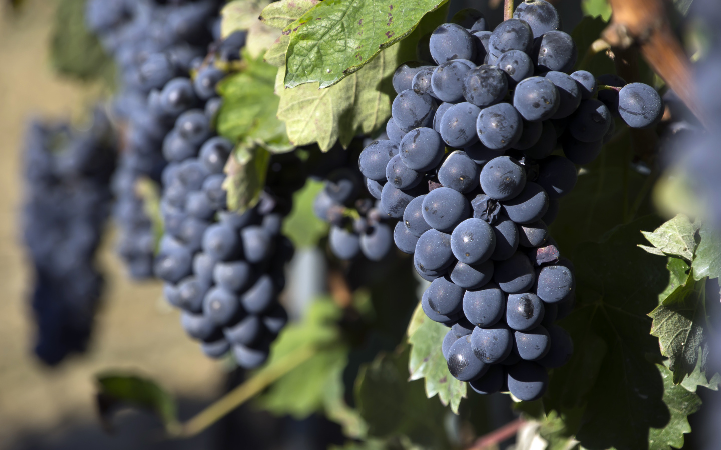 Гроздья спелого синего винограда 