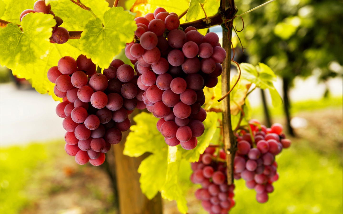 Большие гроздья розового винограда в зеленой листве