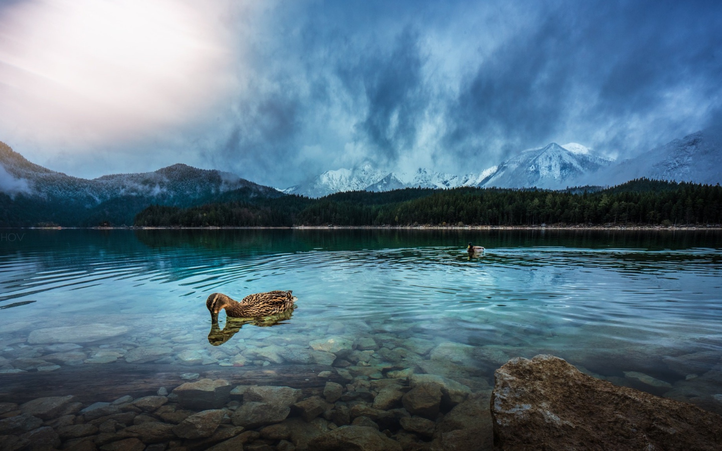 Утки плавают в чистой воде горного озера 