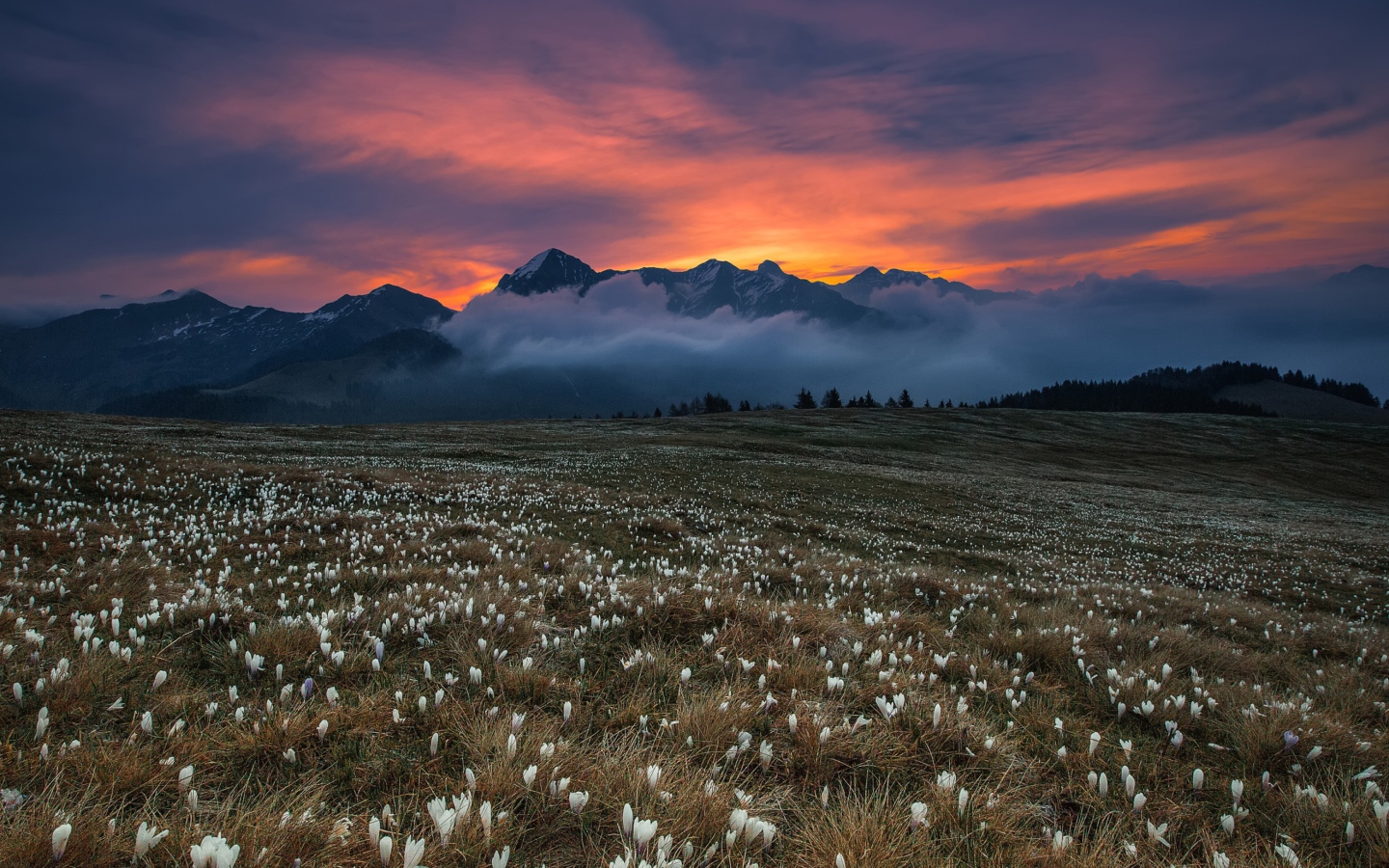 Поле белых крокусов у гор на фоне неба 
