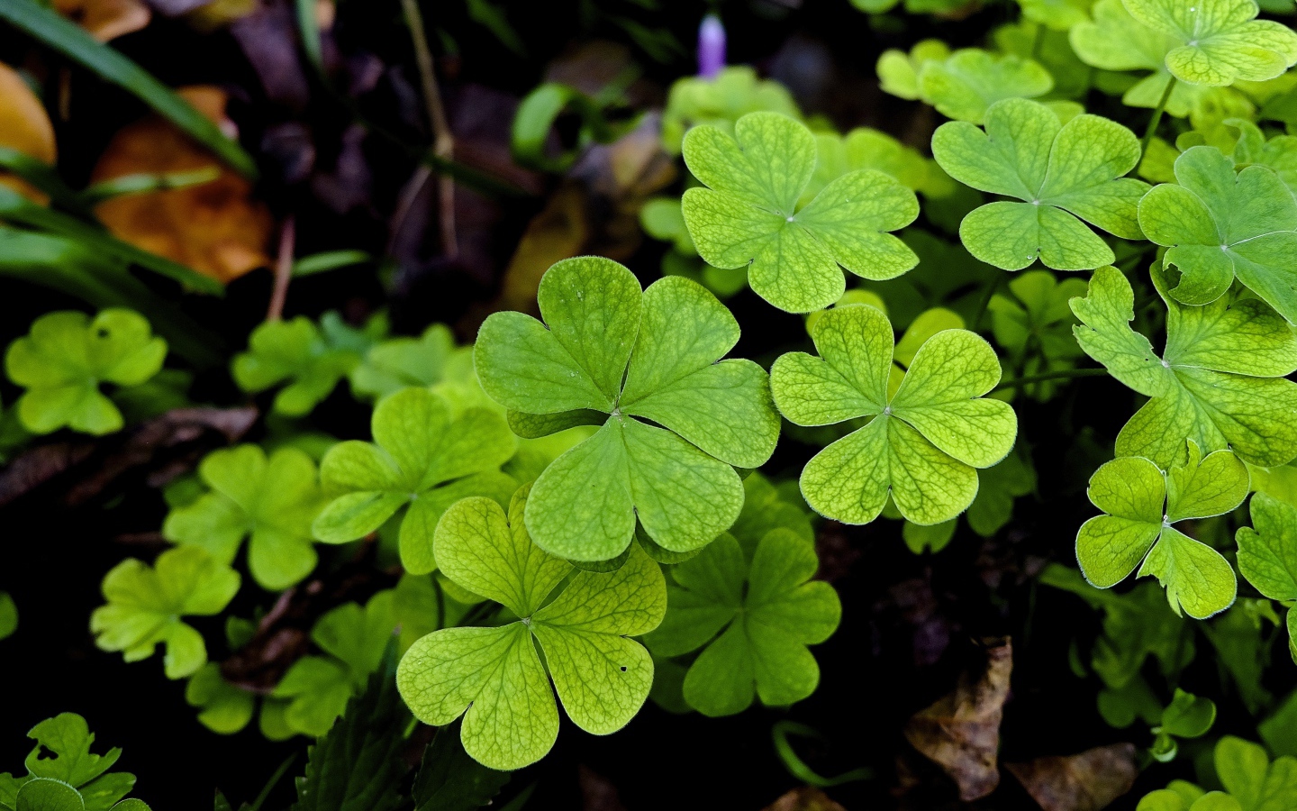 Зеленые листья клевера крупным планом