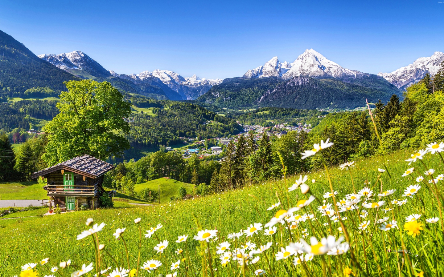 Зеленые цветущие альпийские луга на фоне заснеженных гор, Германия