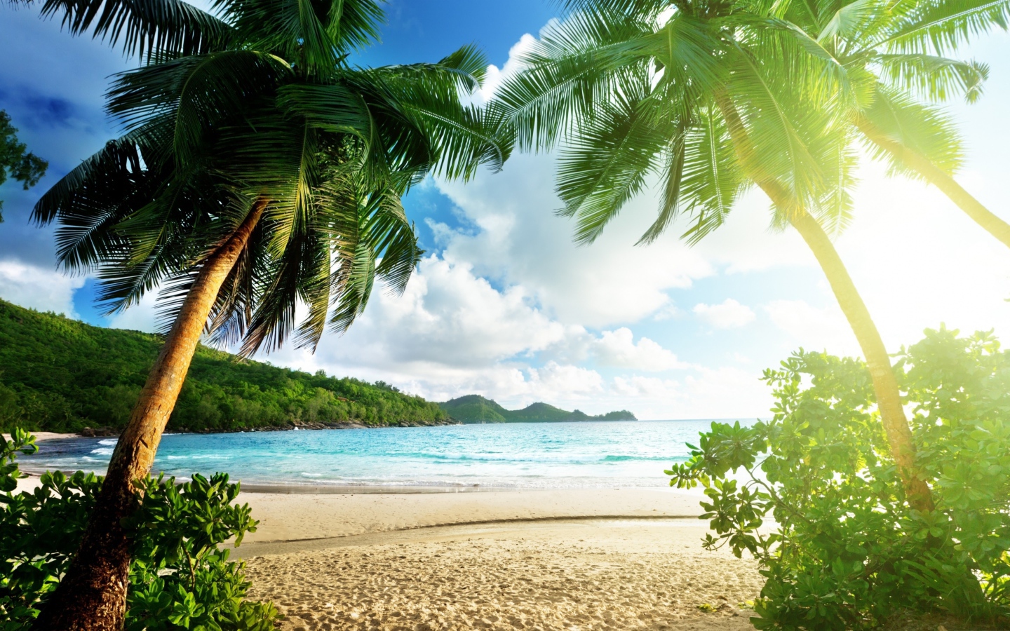 Высокие зеленые пальмы на берегу океана