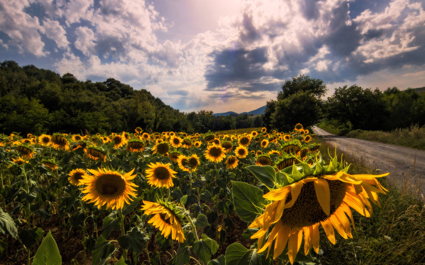 Поле подсолнухов у дороги на фоне красивого неба