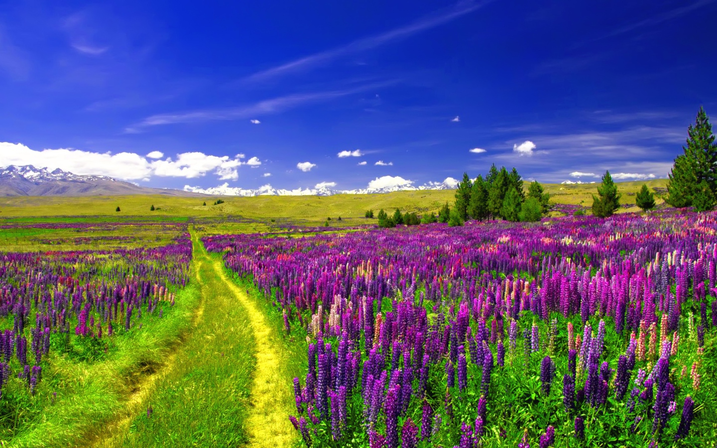 Поле люпинов под голубым небом 