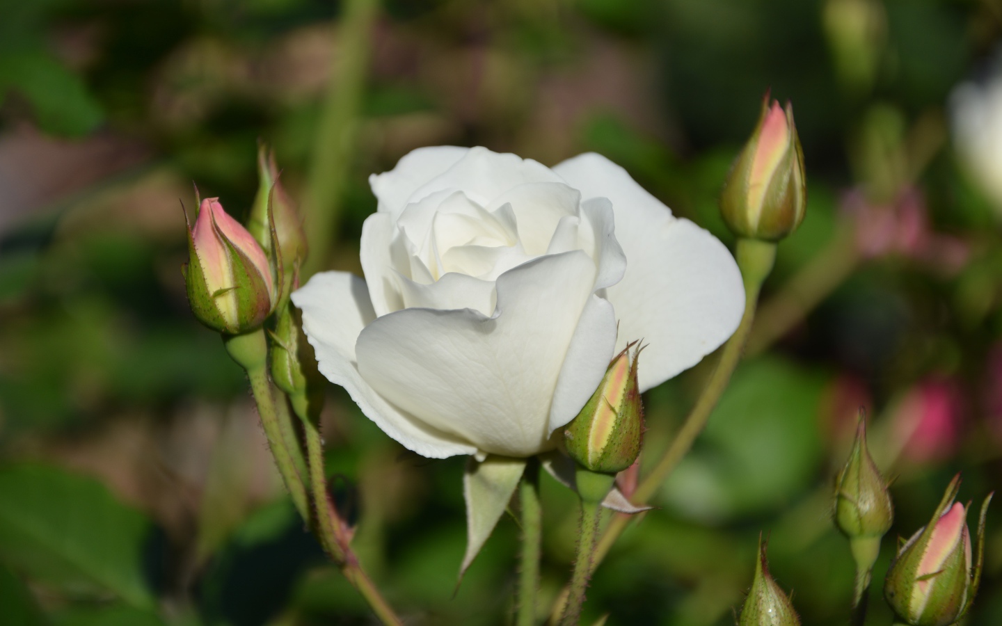 Нежная белая садовая роза 