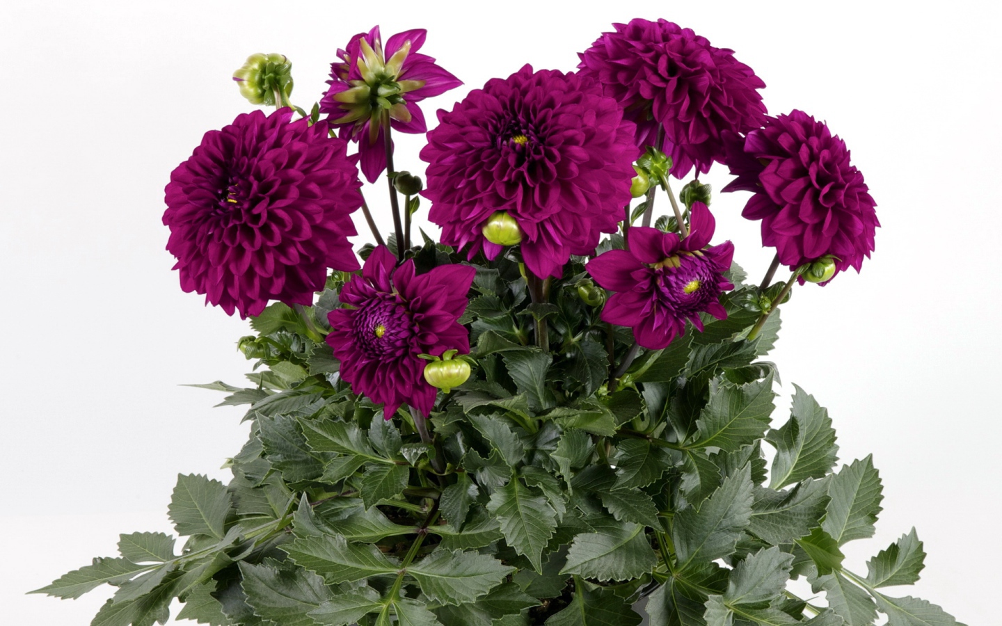 Красивый букет бордовых георгин на белом фоне