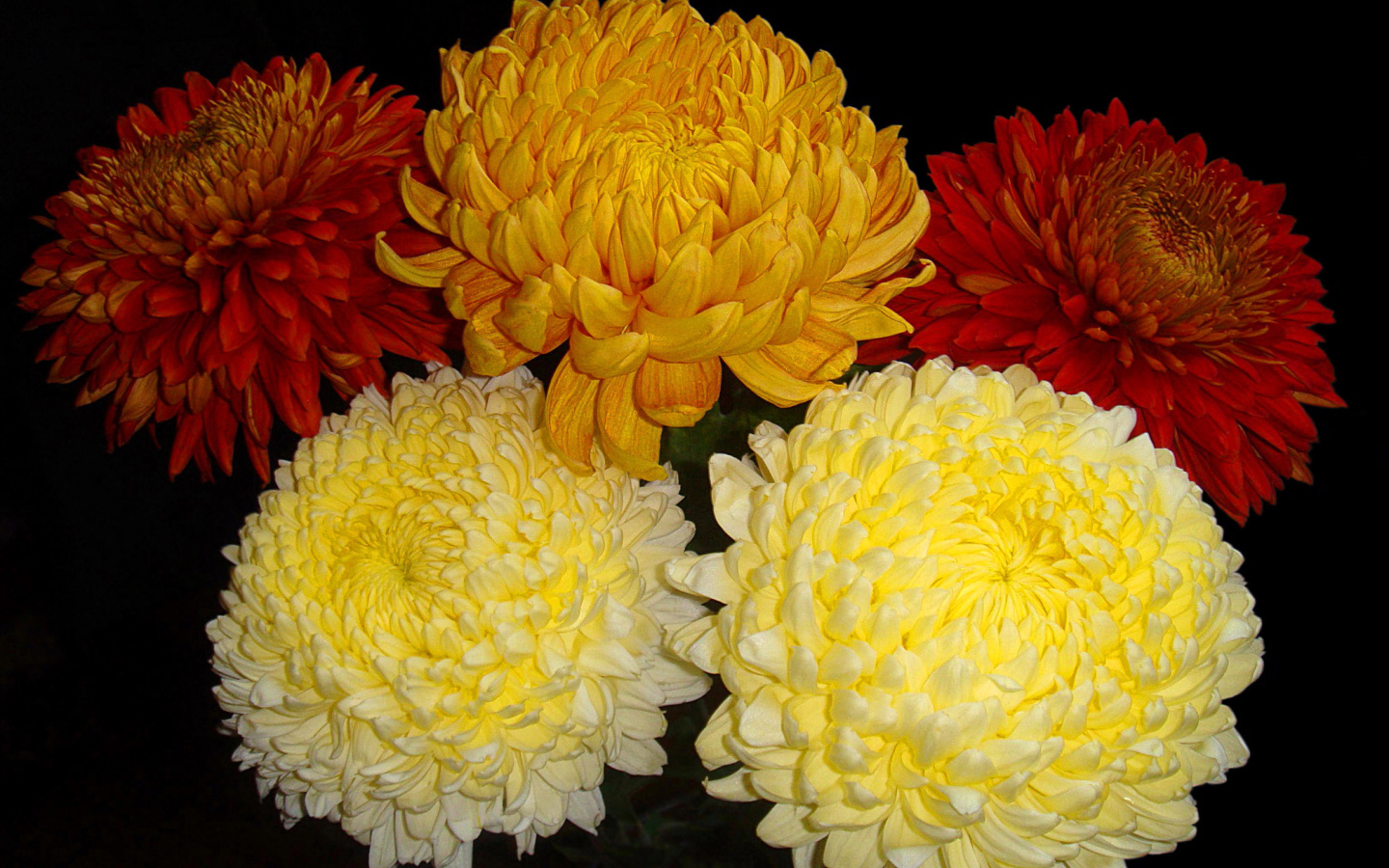 Красивый букет пышных хризантем 