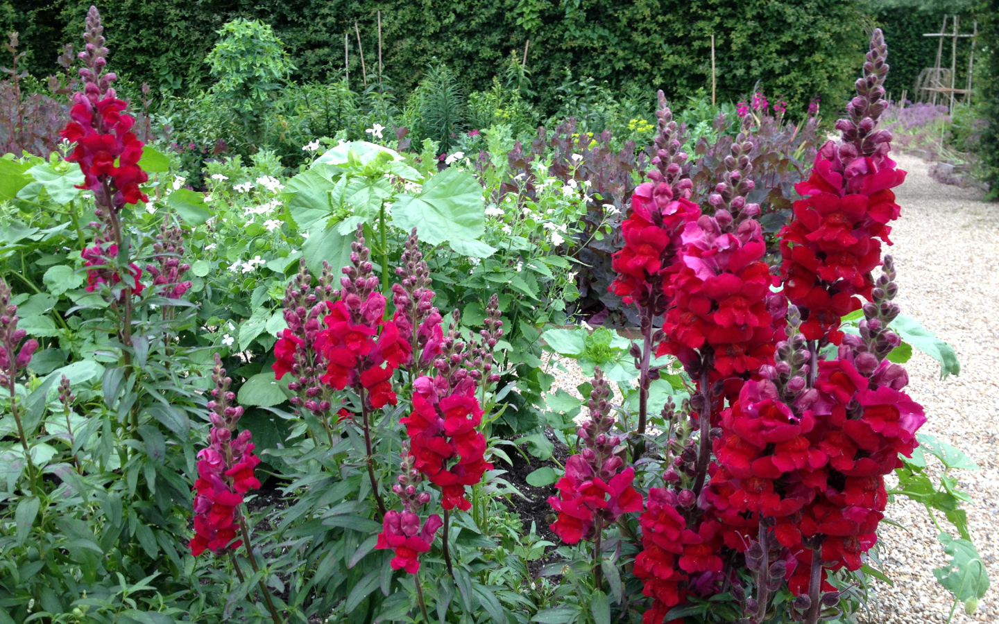 Красивые бордовые цветы львиный зев на клумбе