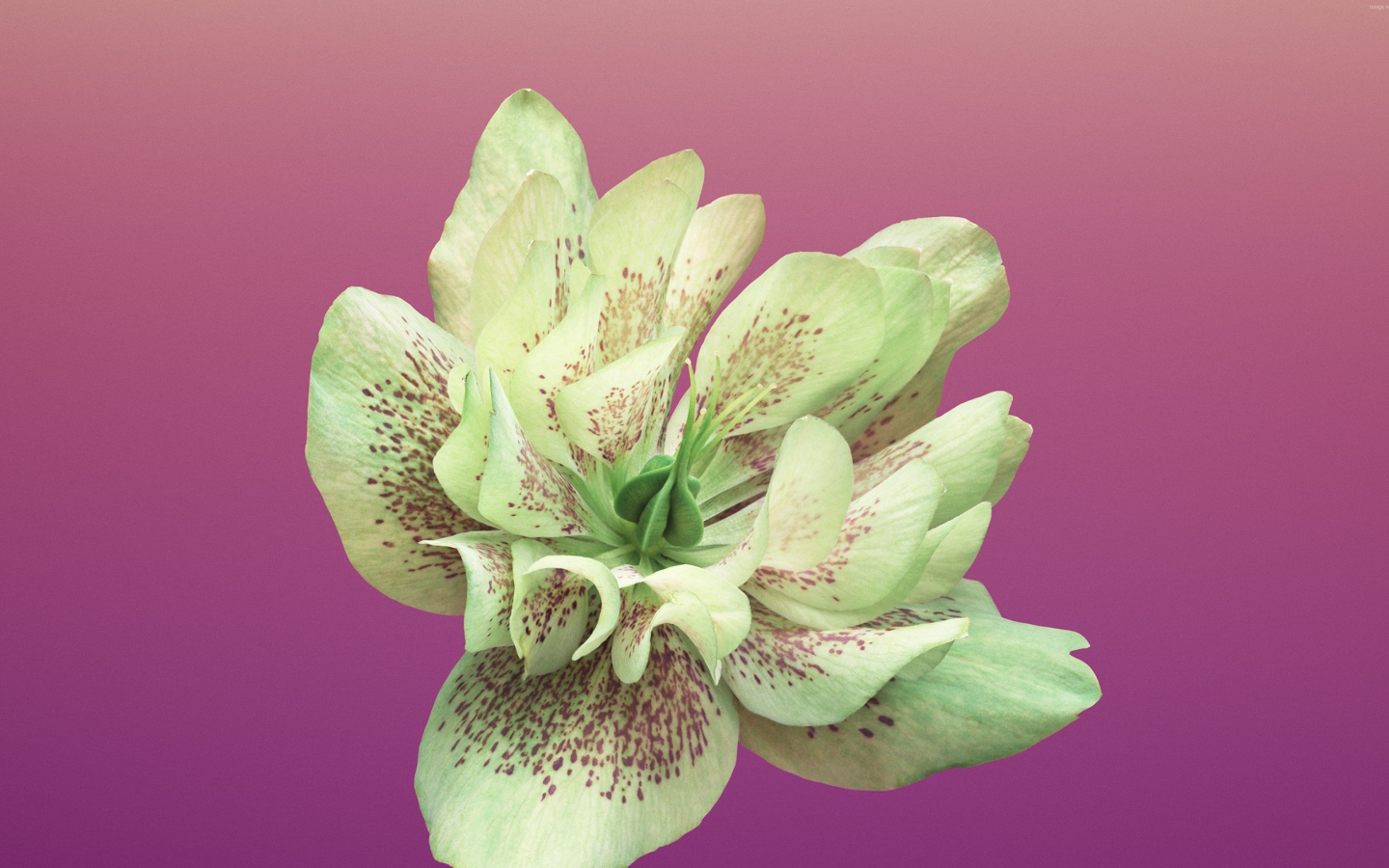 Красивый цветок крупным планом на розовом фоне