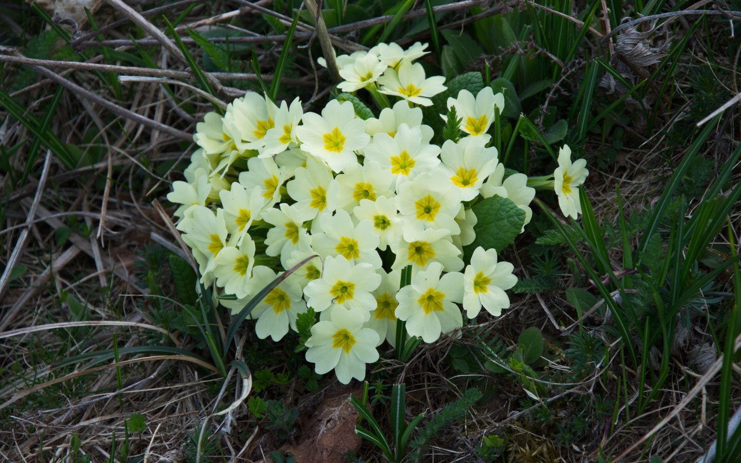 Красивые цветы примула на клумбе крупным планом