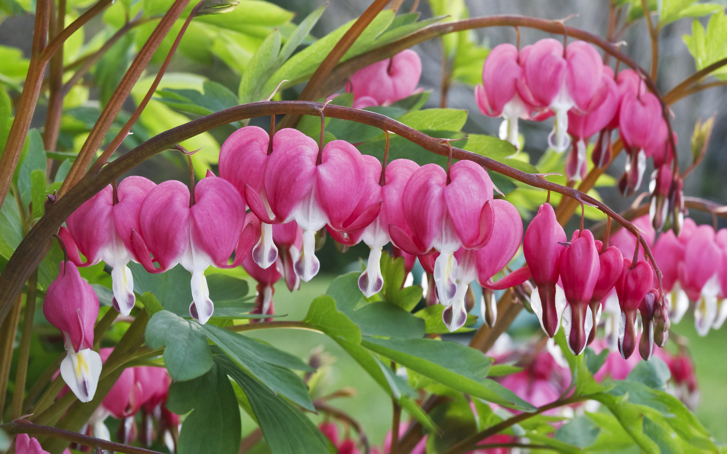 Красивые комнатные цветы Дицентра крупным планом