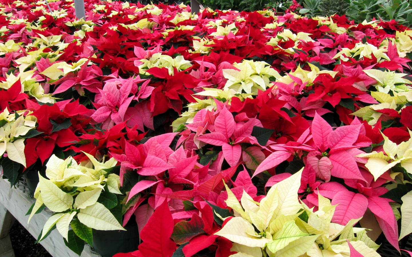 Красивые комнатные цветы молочай, пуансеттия