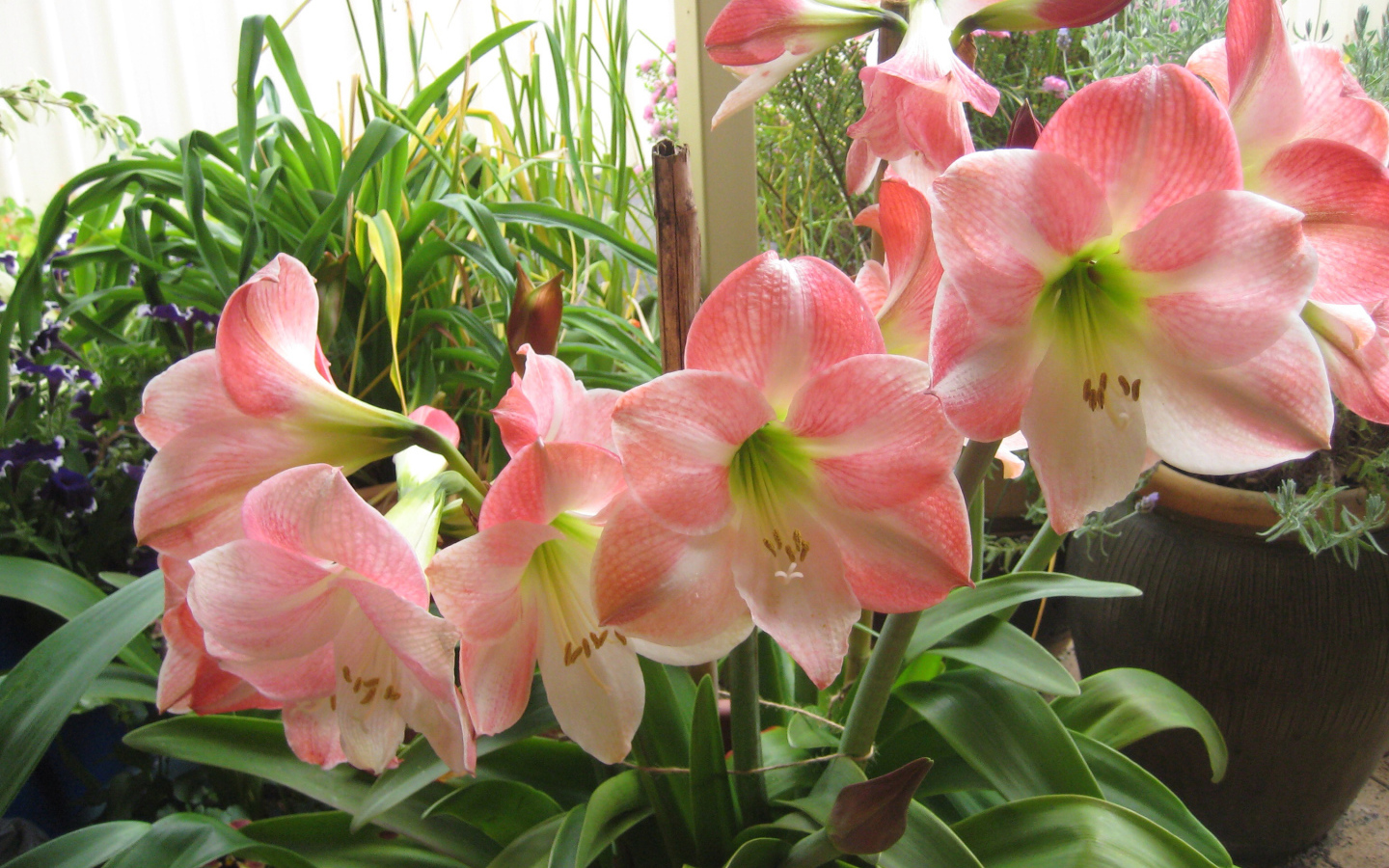 Красивые комнатные розовые Амариллис