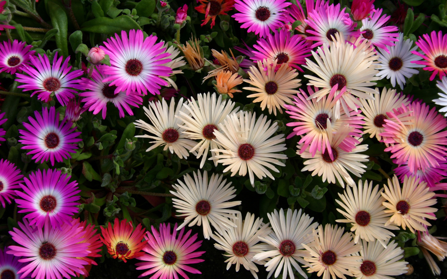 Красивые разноцветные цветы Мезембриантемум