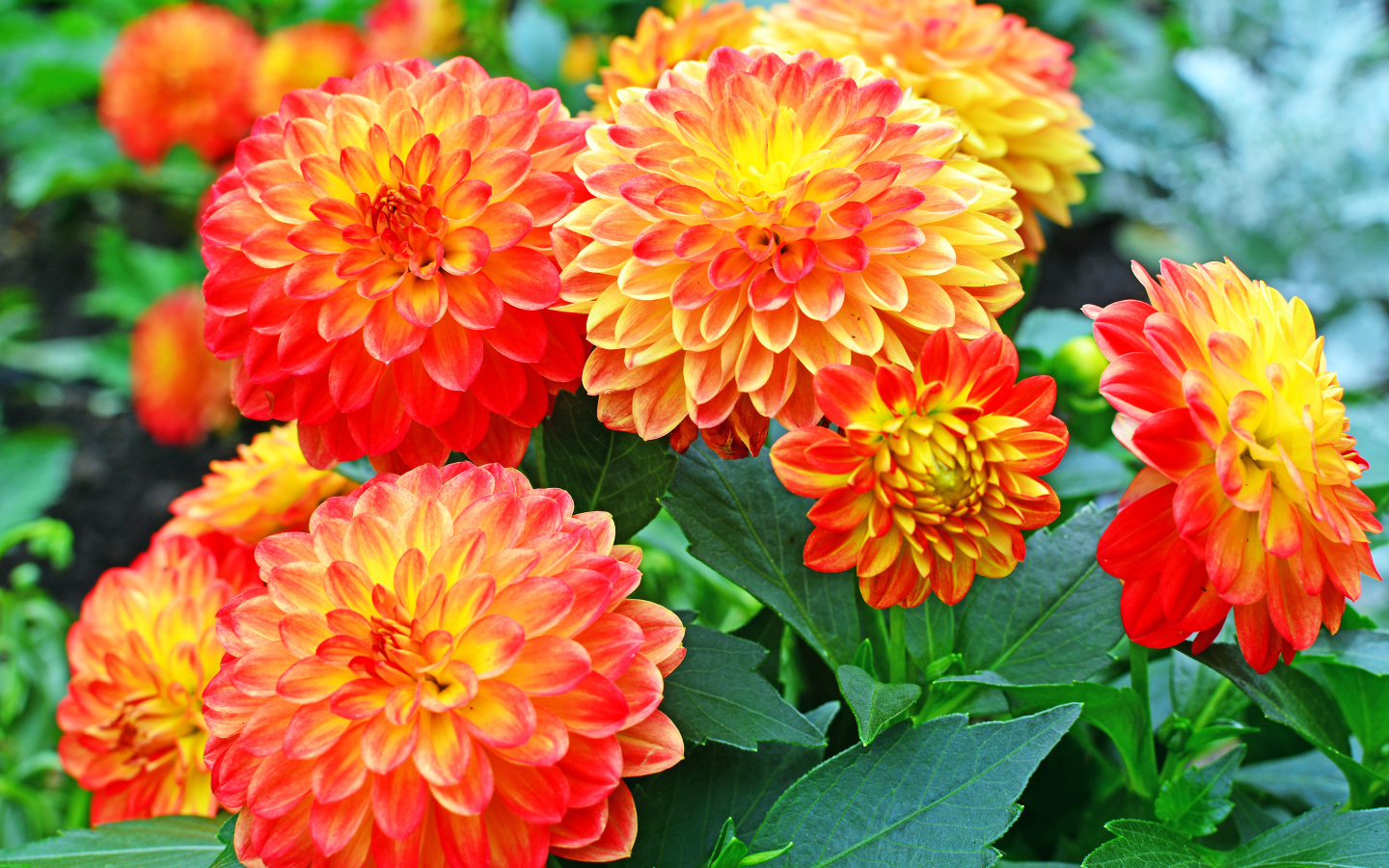 Красивые оранжевые цветы георгины 