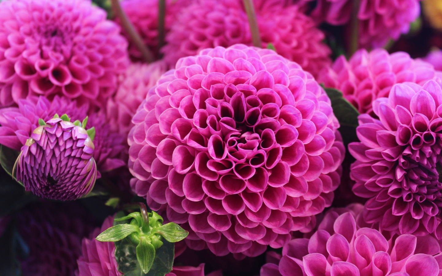 Красивый розовый цветок георгин 