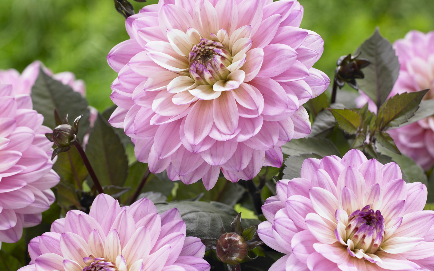 Красивые розовые георгины крупным планом