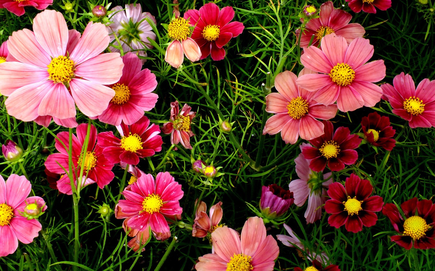 Красивые розовые садовые цветы космея 