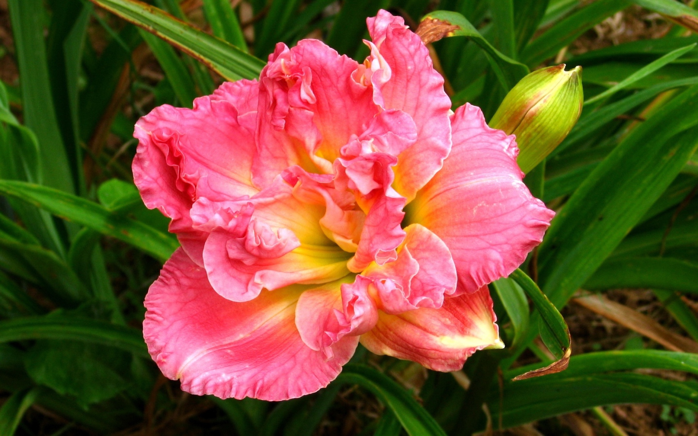 Красивая розовая лилия с бутоном крупным планом