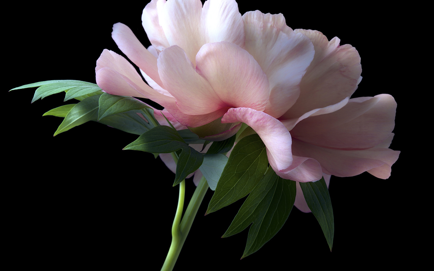 Красивый розовый пион крупным планом на черном фоне