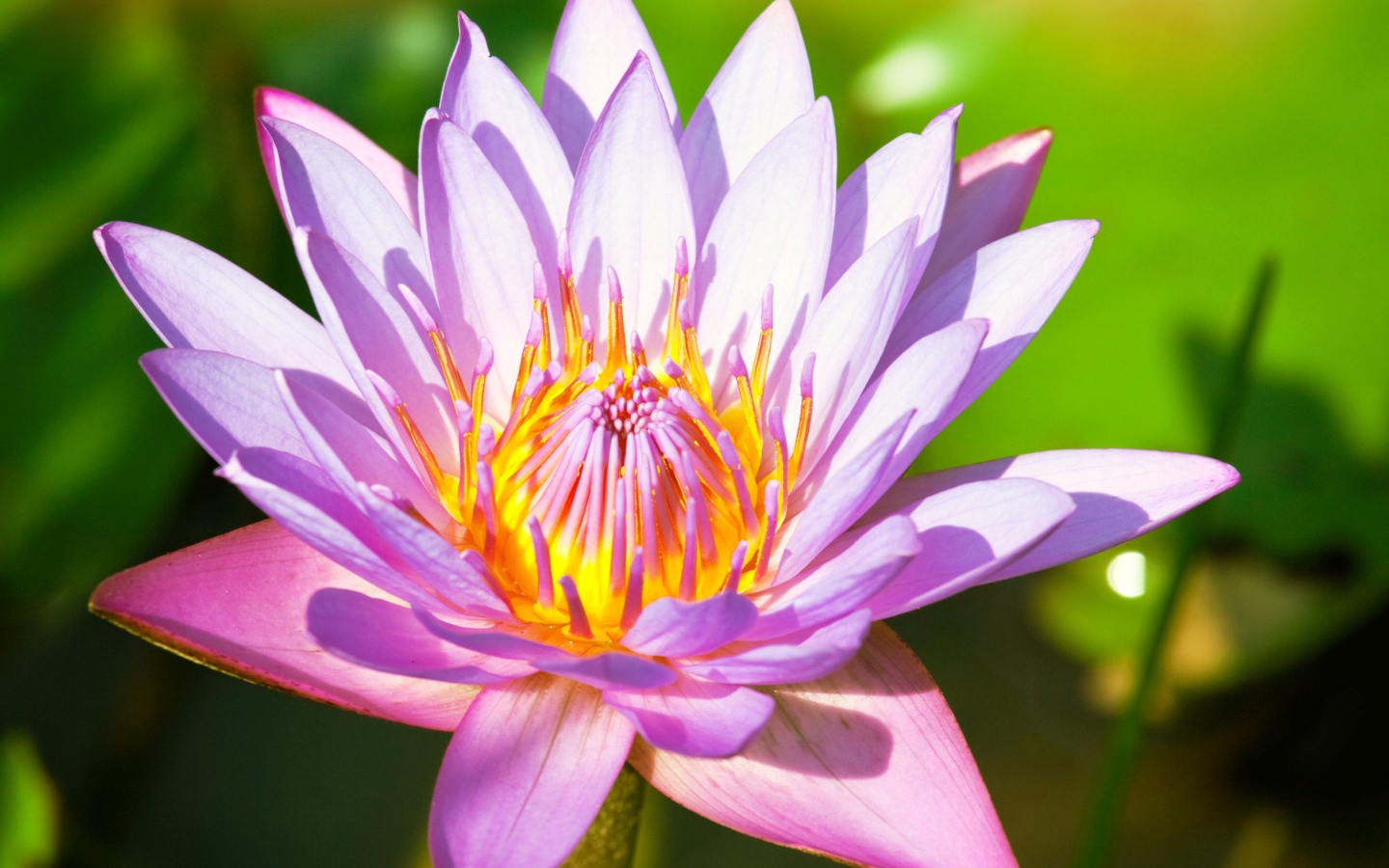 Красивый розовый цветок  водяной лилии крупным планом