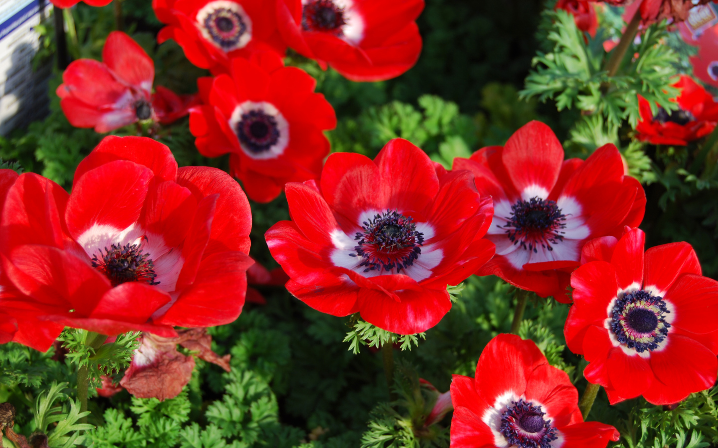 Красивые красные цветы Анемоны на клумбе