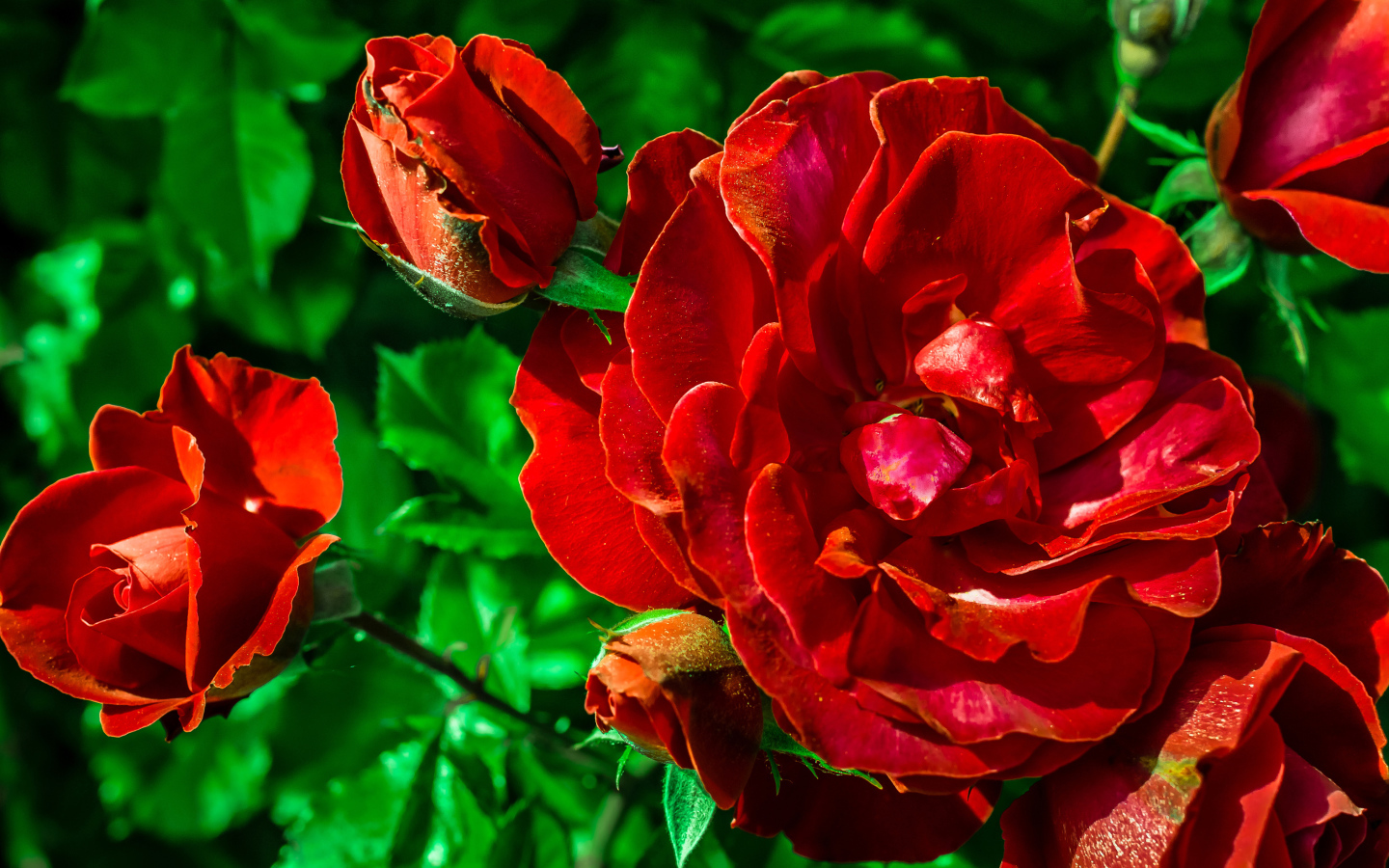 Красивые красные розы с бутонами вблизи