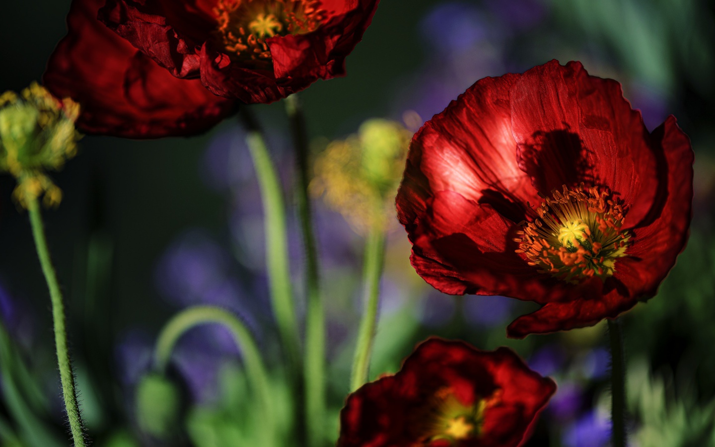 Красивые летние красные маки крупным планом 