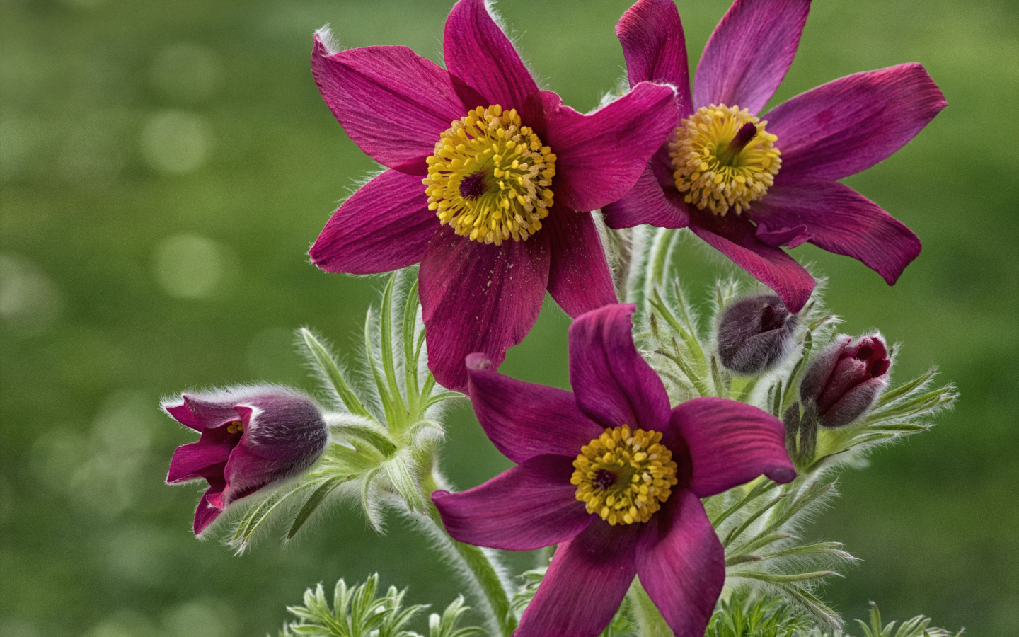 Красивые фиолетовые цветы прострел альпийский крупным планом