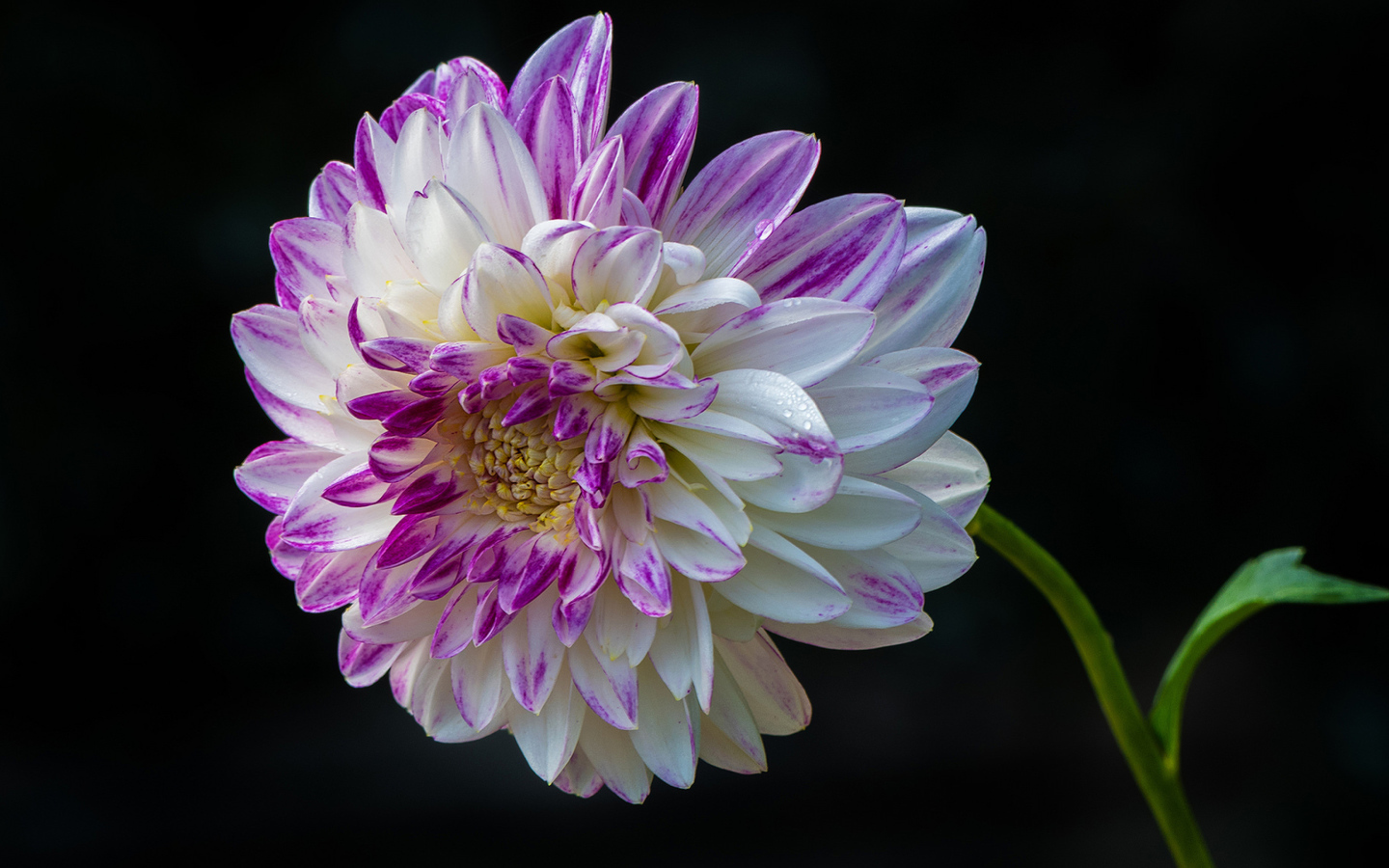 Красивая бело - сиреневая георгина на черном фоне 