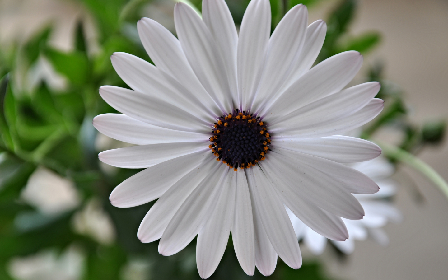 Красивый белый цветок Мезембриантемум крупным планом