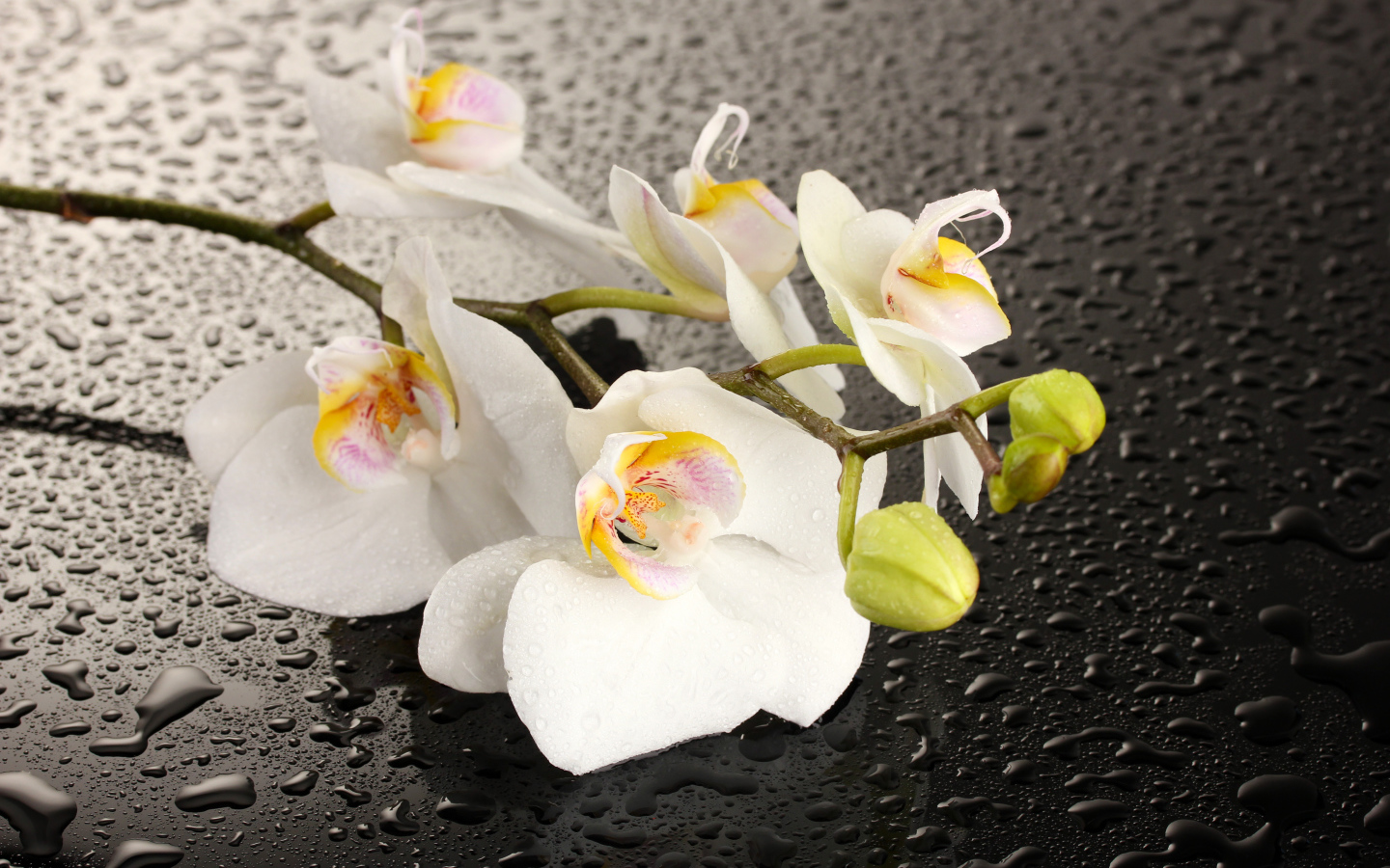 Красивые белые цветы орхидеи на мокрой черной поверхности