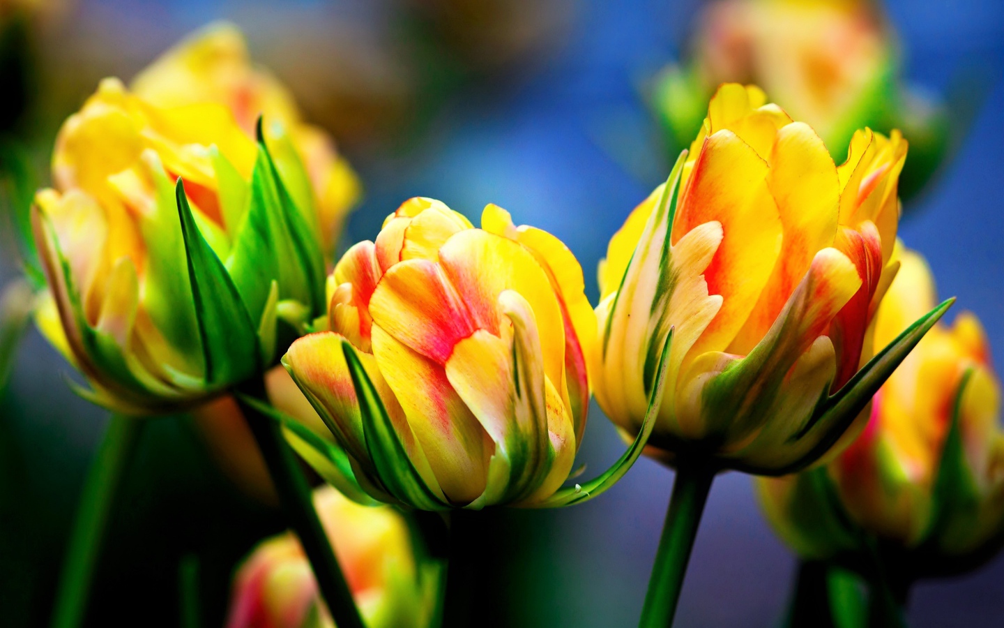 Красивые желто - красные тюльпаны крупным планом