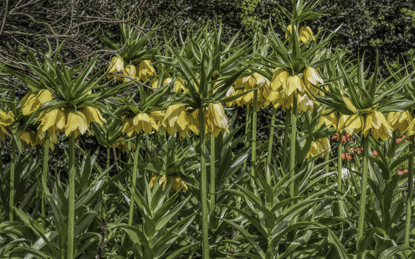 Красивые желтые цветы рябчики 