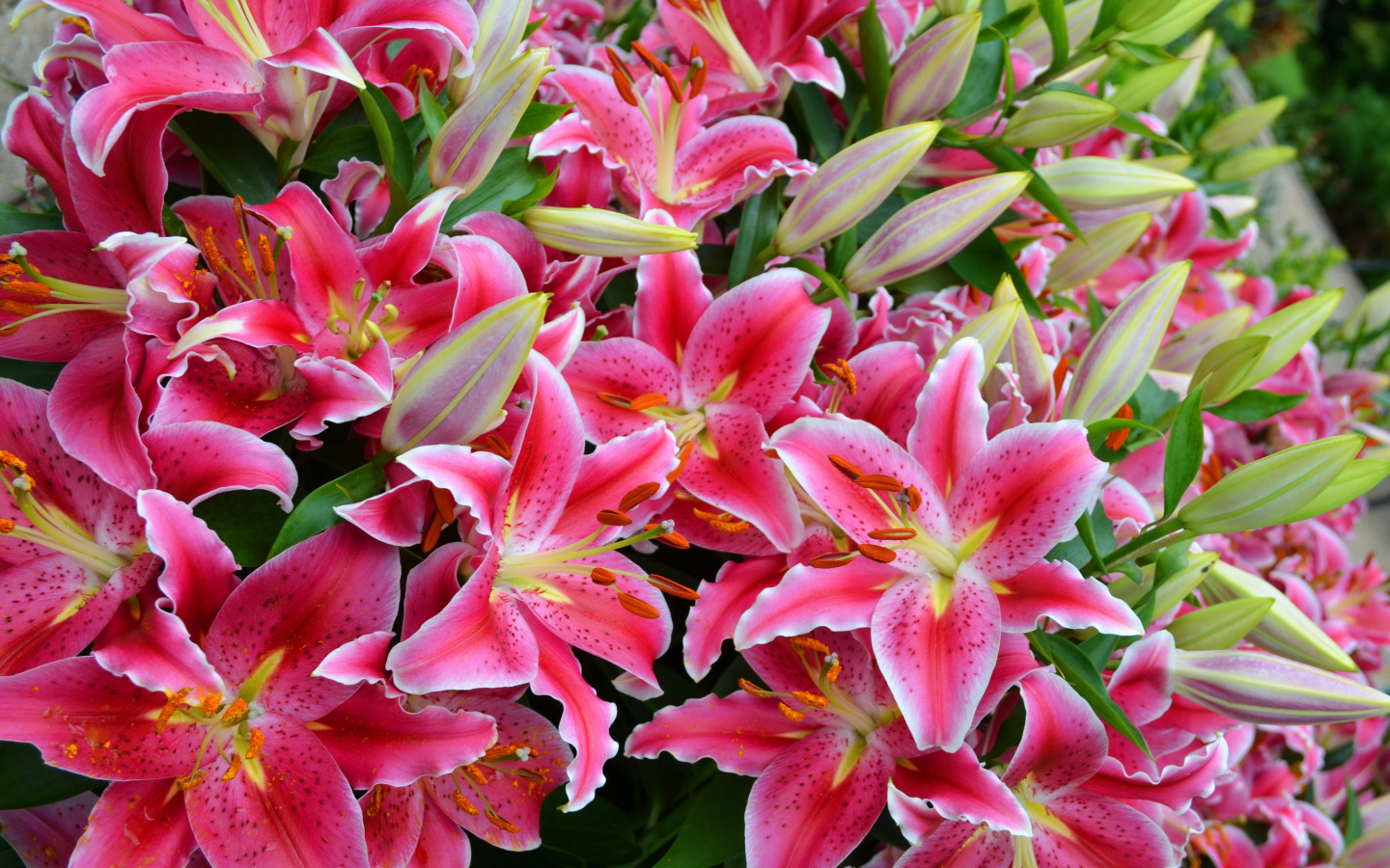 Большой букет красивых розовых лилий  