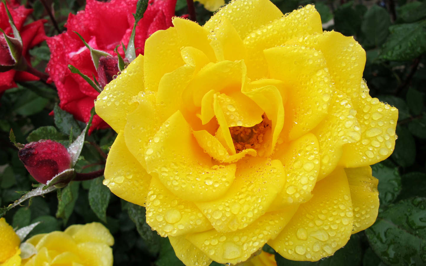 Большая желтая роза в каплях росы крупным планом