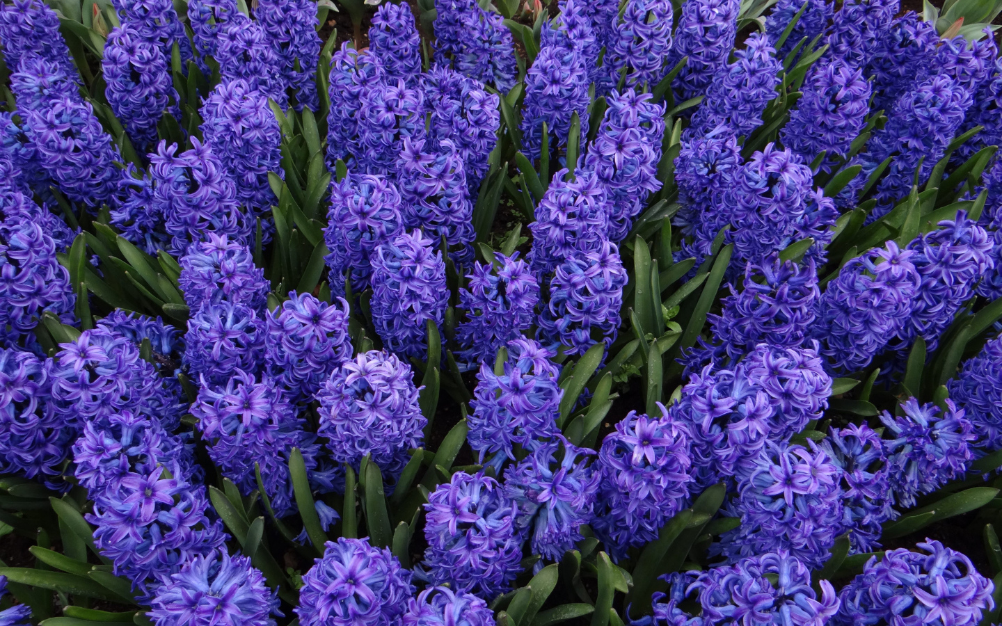 Голубые цветы гиацинты на клумбе крупным планом