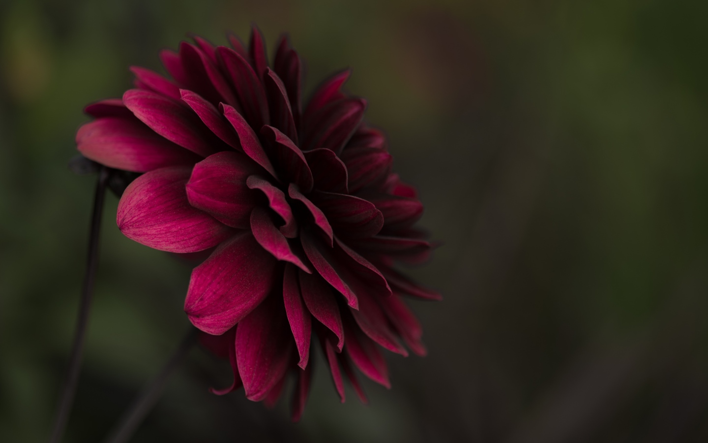 Бордовая пышная георгина крупным планом