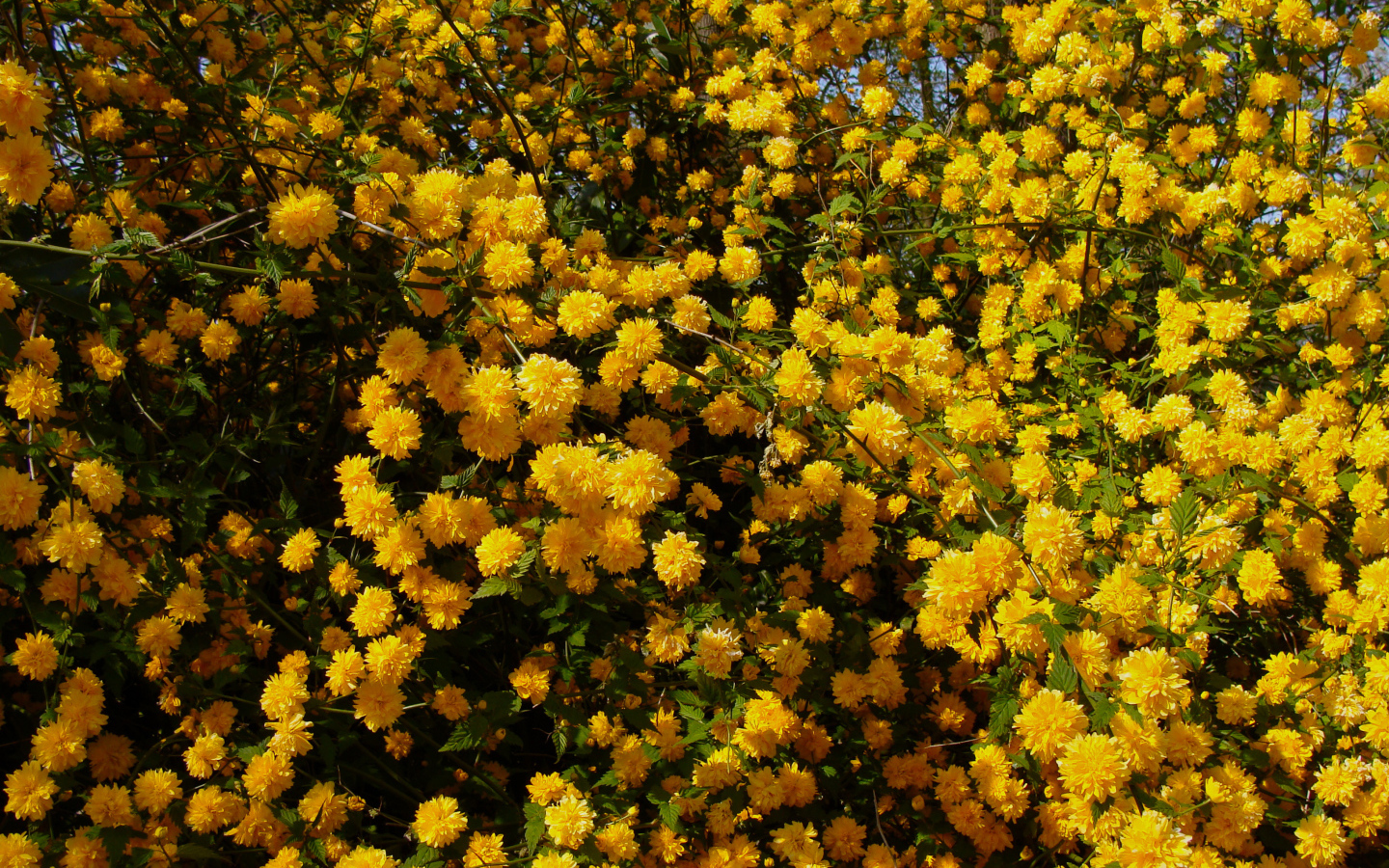 Куст с красивыми желтыми цветы 