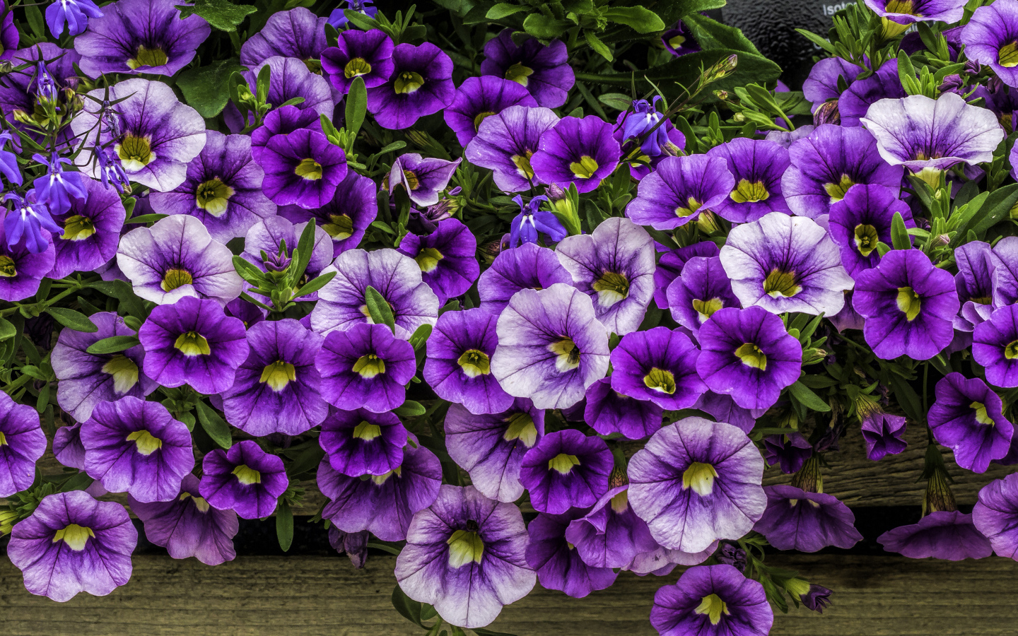 Нежные сиреневые садовые цветы петуния