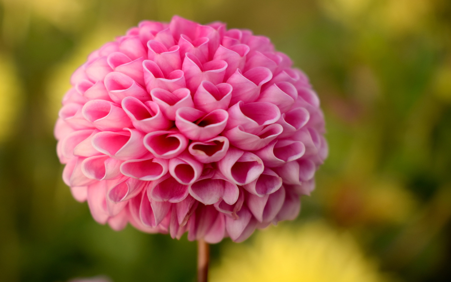 Нежная розовая георгина крупным планом 