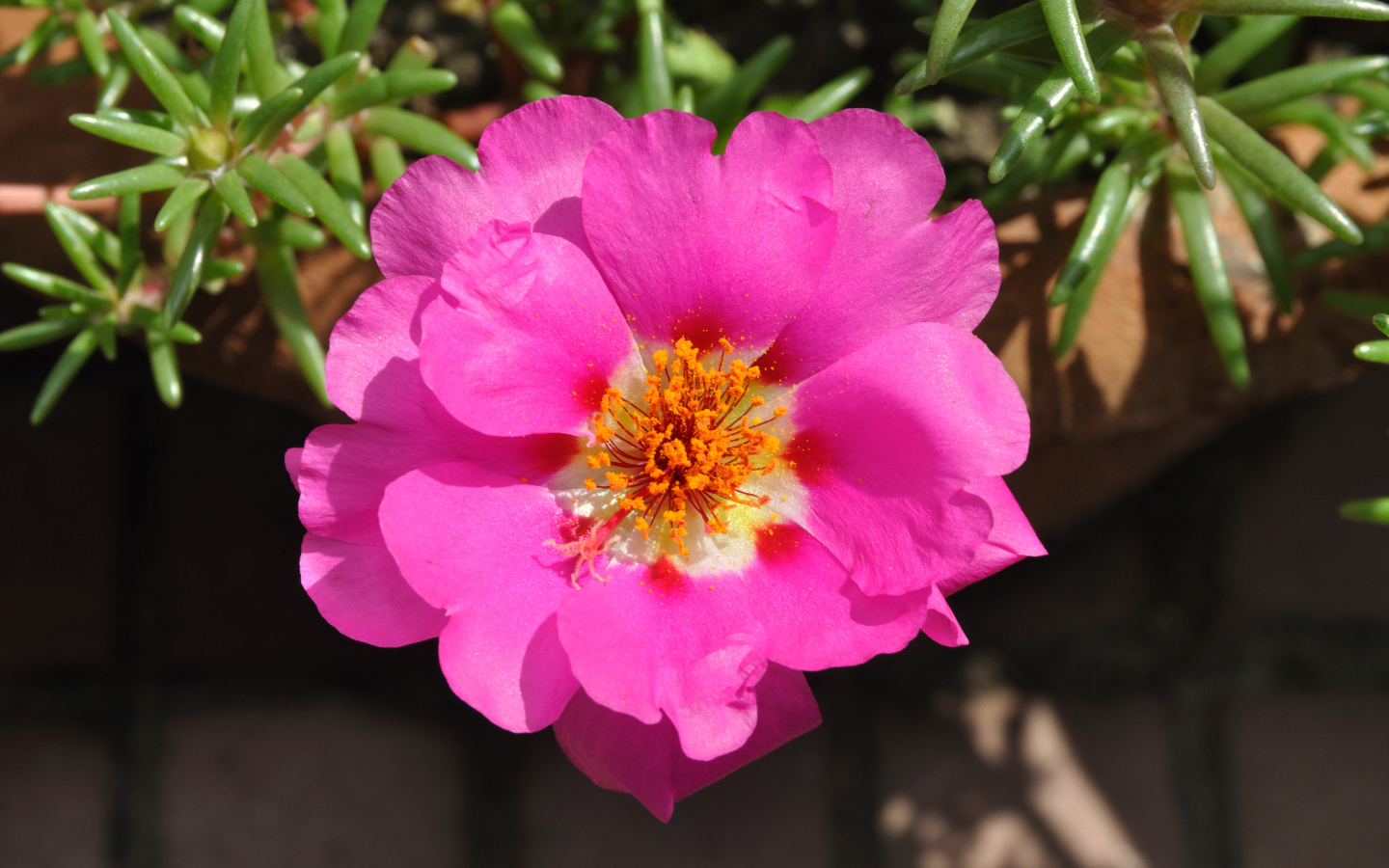 Нежный розовый цветок портулак вблизи