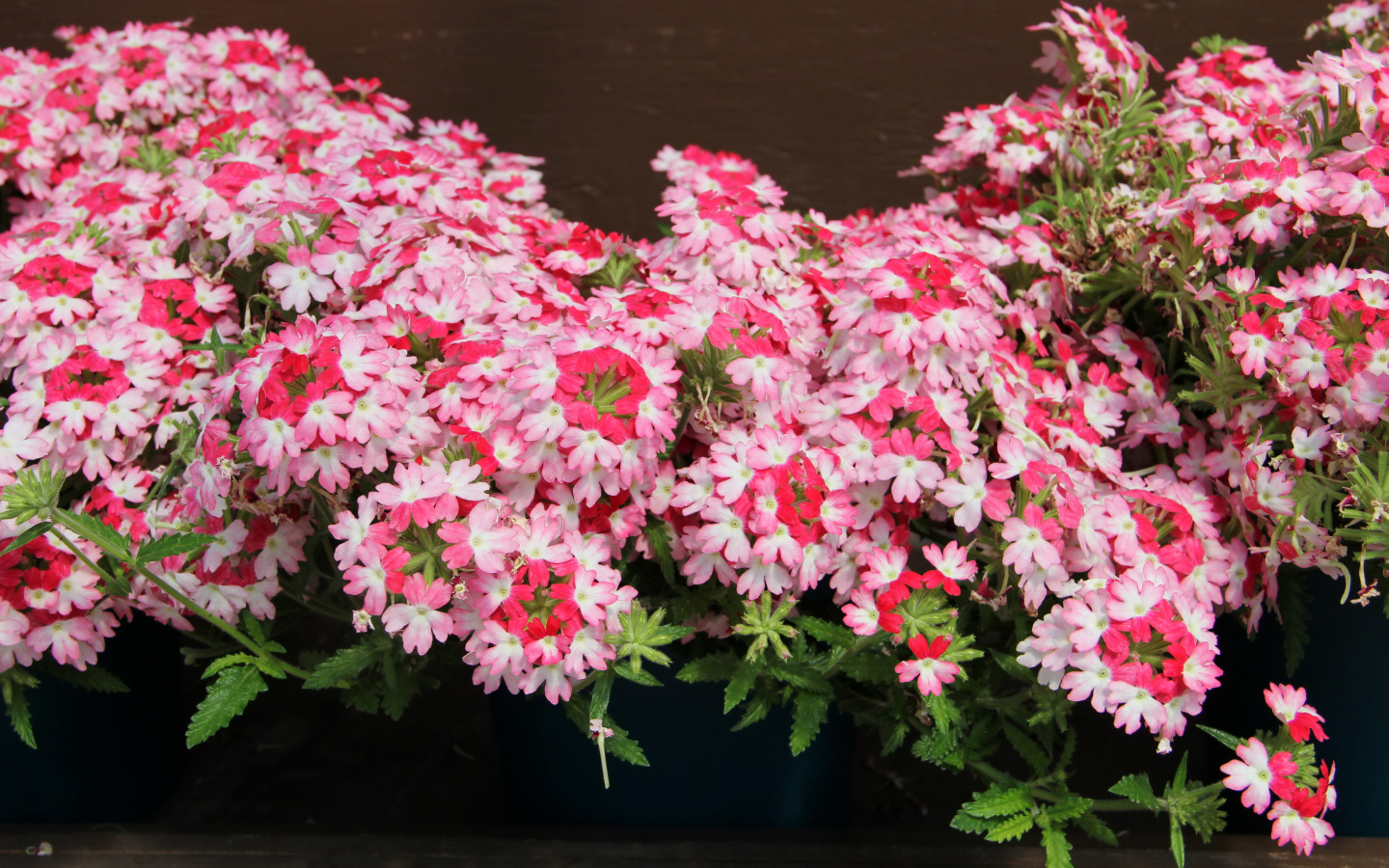 Нежные розовые цветы вербена крупным планом